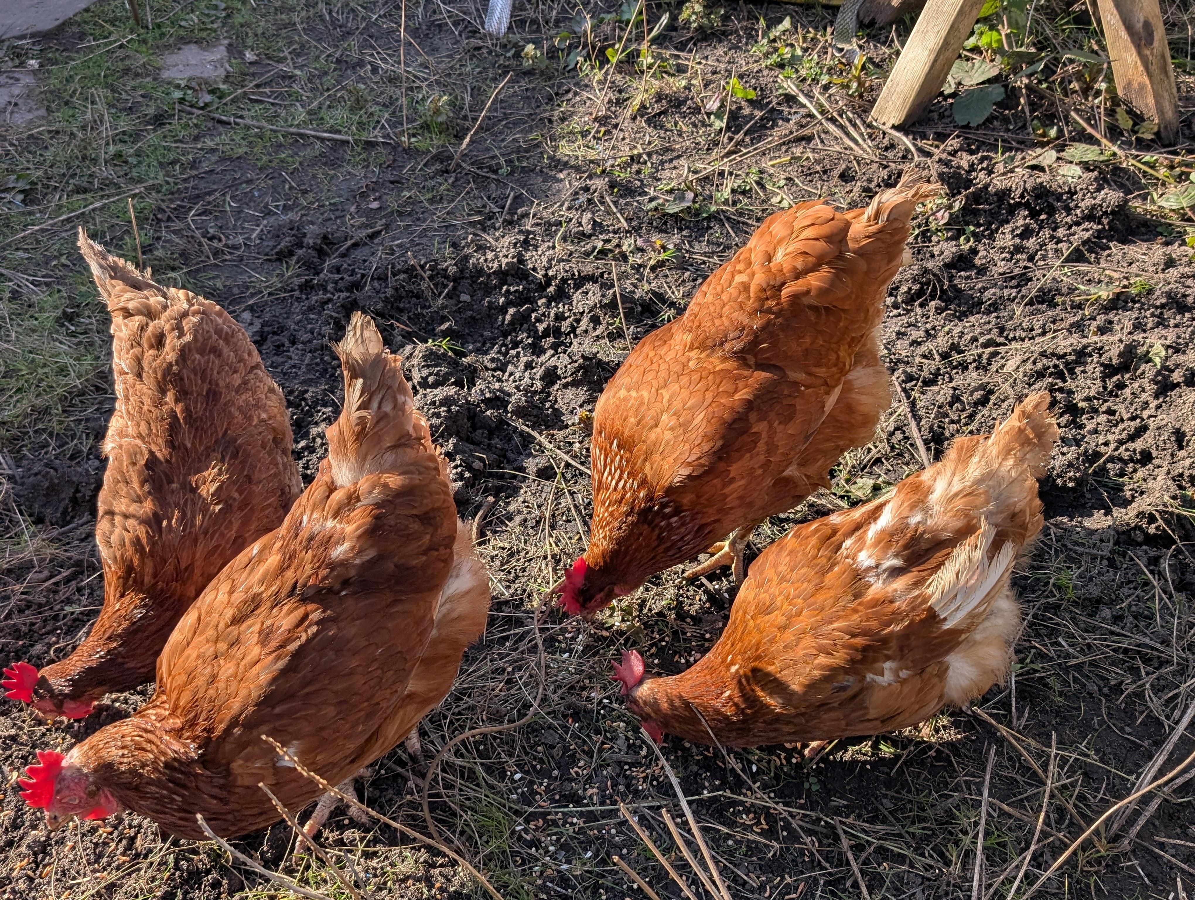 The ladies enjoying evening sunshine!
