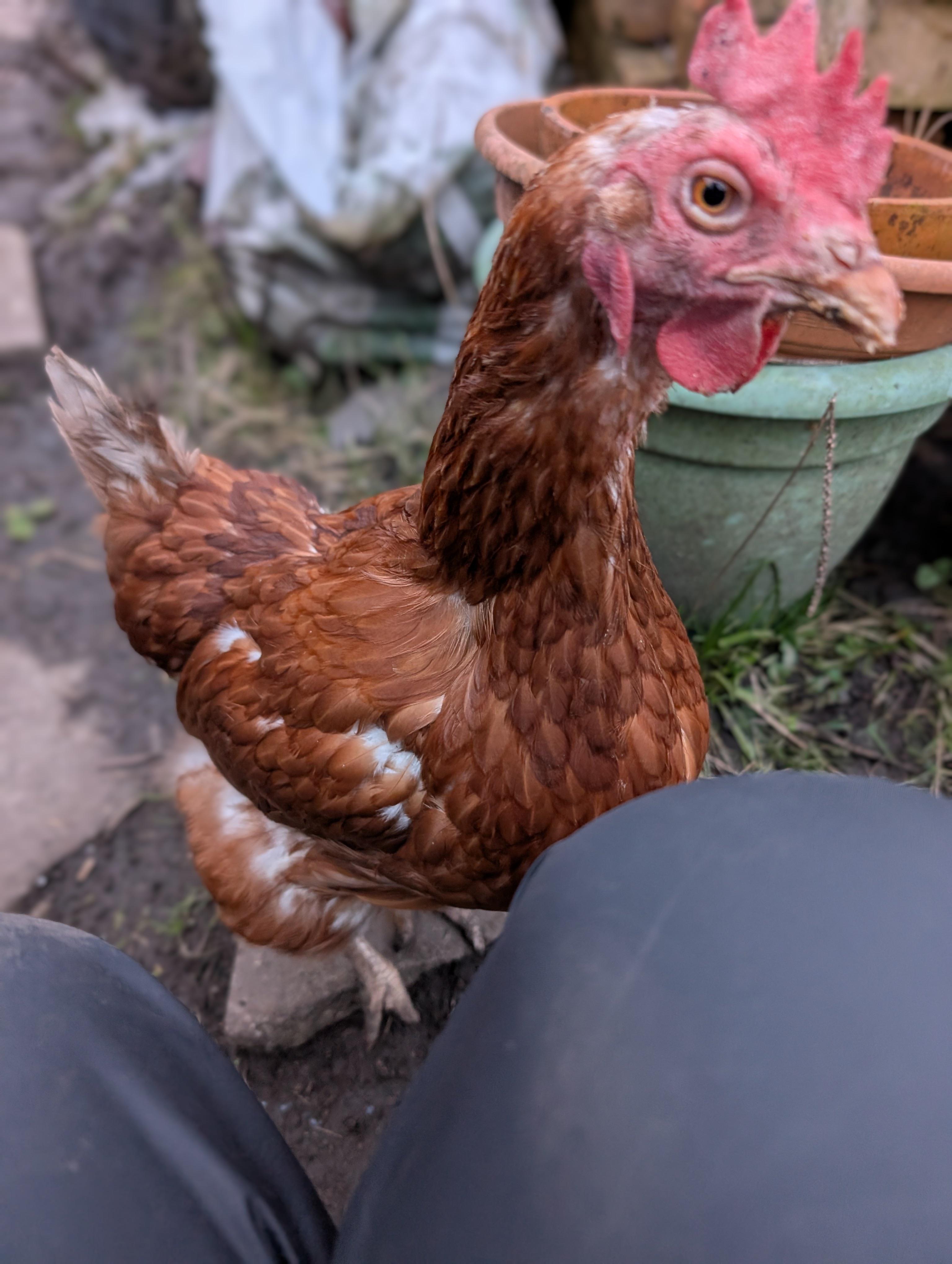 Dotty! She was checking whether she could share the snack I was eating 